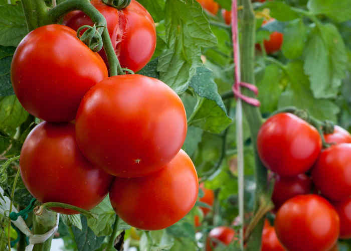 Previne o colesterol alto com sumo de tomate
