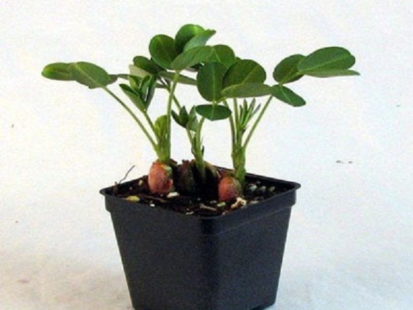 Como plantar amendoins em casa