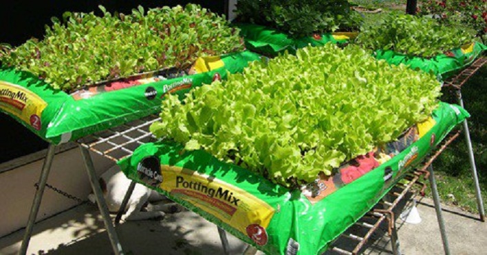 Forma simples e económica de cultivar as suas verduras mesmo sem ter muito espaço
