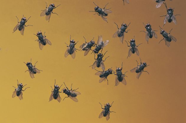 Afaste as moscas de sua casa com estas dicas caseiras e económicas