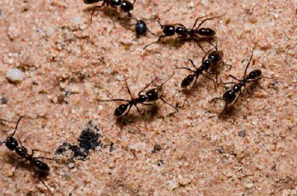 Truque eficaz para se livrar das formigas sem usar pesticidas