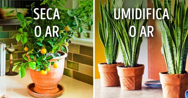 10 Plantas para ter um clima perfeito dentro de casa!