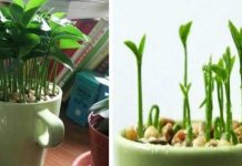 Plante um limoeiro numa caneca e tenha a casa sempre perfumada! É muito simples!