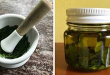Azeite de louro caseiro – um concentrado de vitaminas para dar sabor a qualquer prato!